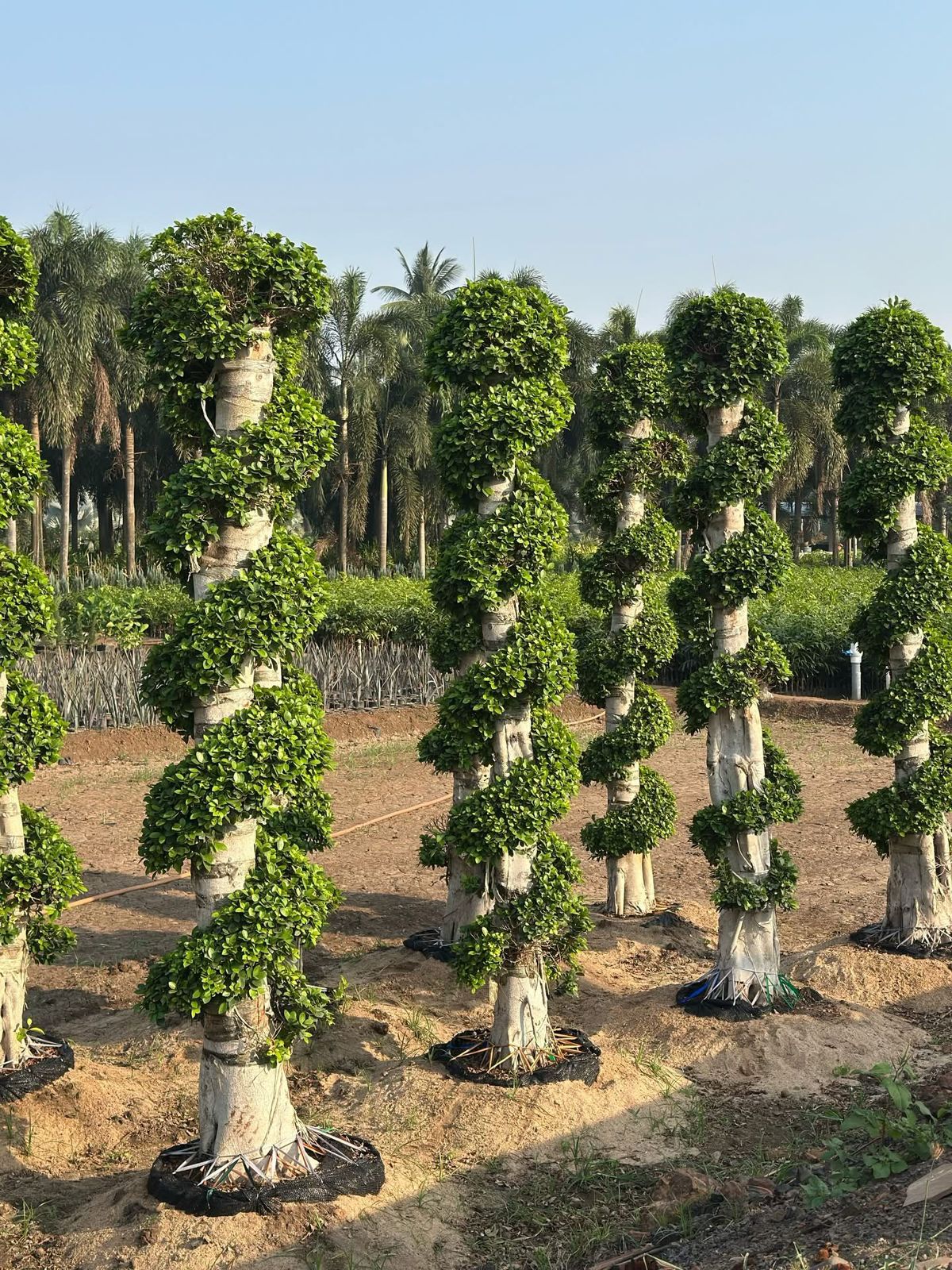 Desert Rose Adenium Bonsai Kadiyam
